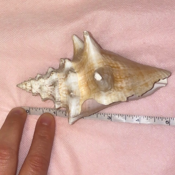 Natural Conch Shell Home Accent - Picture 4 of 4